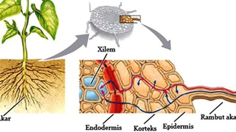 Mengenal Bagian-bagian Akar beserta Fungsinya Masing-masing, Berikut ...