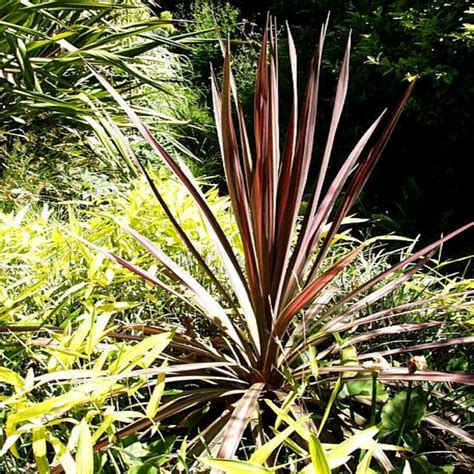 Cordyline Australis Pink Stripe Dracaena Siteone