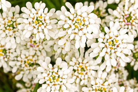 Iberis sempervirens (Evergreen Candytuft)