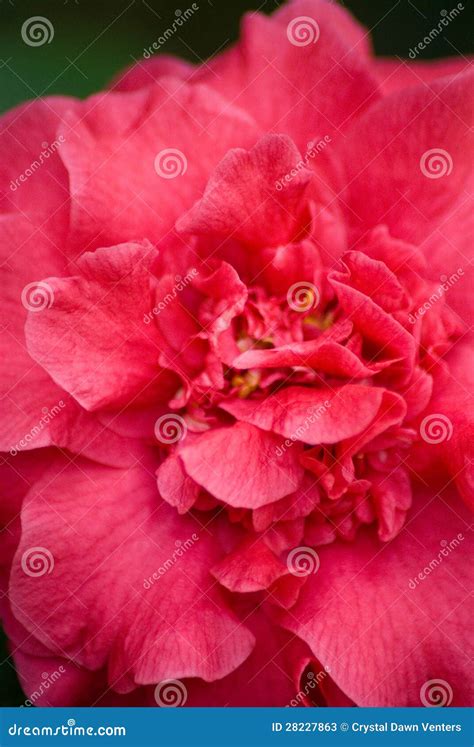 Camellia stock image. Image of camellia, evergreen, tree - 28227863