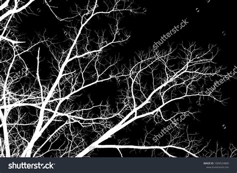 Naked Tree Branches On Black Background Stock Photo Shutterstock