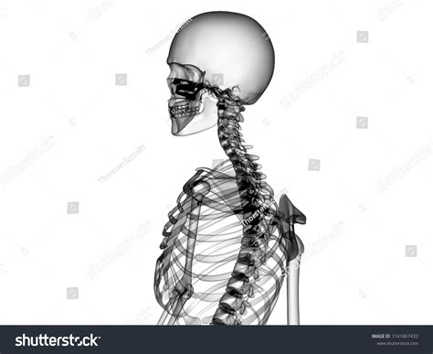 X Ray Human Body 3d Render Stock Illustration 1141867433 Shutterstock