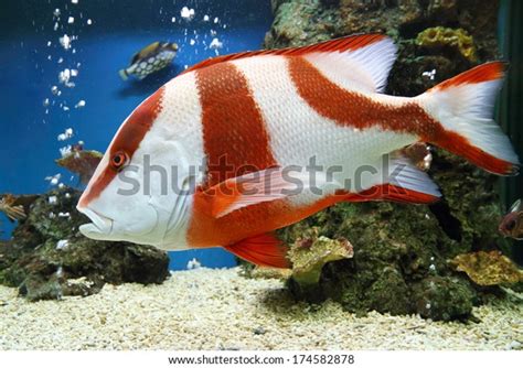 Red Emperor Lutjanus Sebae Aquarium Stock Photo Shutterstock