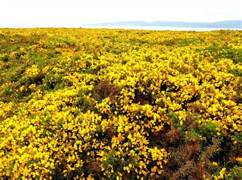 Toxos Ulex Europeaus O Cami O Dos Faros