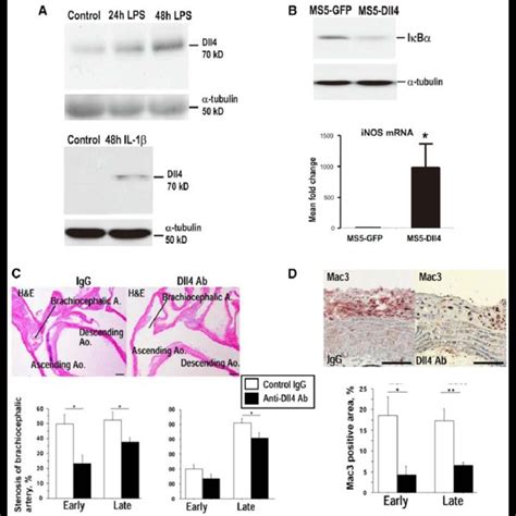 The Role Of Delta Like Ligand Dll In Proinflammatory Macrophage