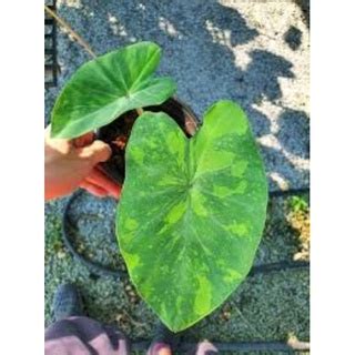 Colocasia Lemon Lime Gecko Shopee Malaysia