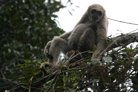 From Muriqui to Malagasy Rosewood: Endangered Species Research Around ...