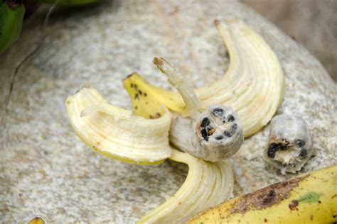 Cómo germinar platano Huerto en casa