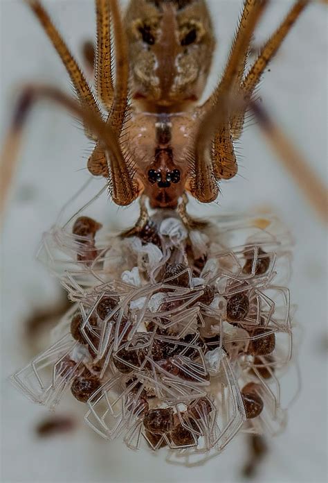 Motherhood Cellar Spider Smithsonian Photo Contest Smithsonian