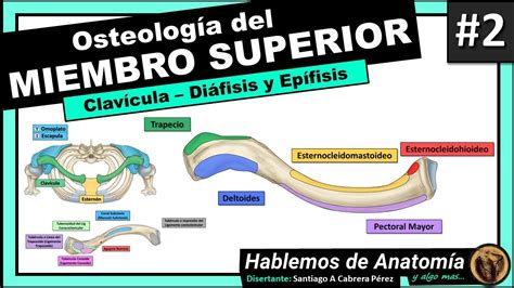 OSTEOLOGIA DEL MIEMBRO SUPERIOR 2 CLAVICULA Hablemos De