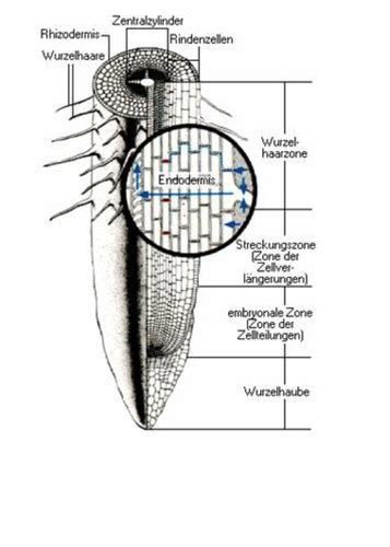 Wurzel Der Kormophyten Flashcards Quizlet