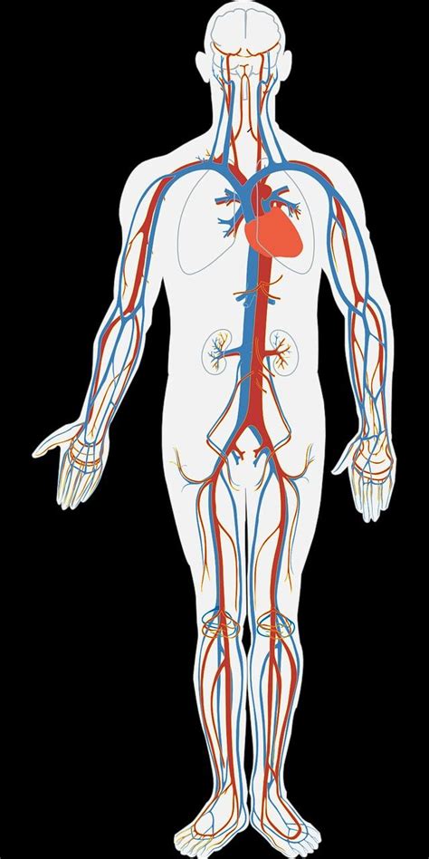 Pin By Rabia Alpan On Sistemler Human Body Diagram Arteries And