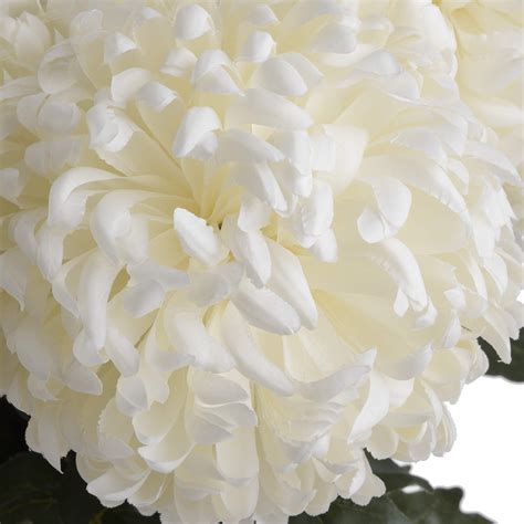 Large White Chrysanthemum Wholesale By Hill Interiors