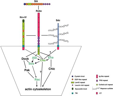 The Actin Binding Protein Canoe Af Forms A Complex With Robo And Is