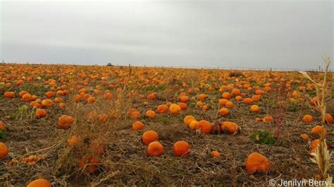 NAPI Pumpkin Farm | Pumpkin patch, Pumpkin, Outdoor