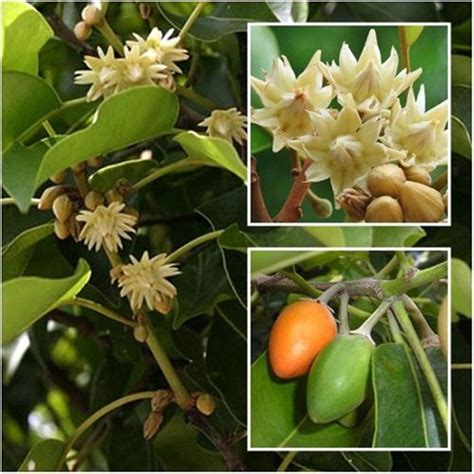 bakul indian medlar mimusops elengi avenue trees exotic flora