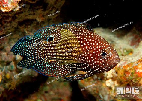 Comet Marine Betta Calloplesiops Altivelis Maldives Ari Atoll