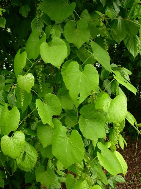 Vitis Vitaceae Image 14880 At PhytoImages Siu Edu