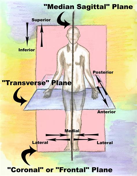 Terms Of Position And Direction Anatomy Worksheet Anatomy Worksheets