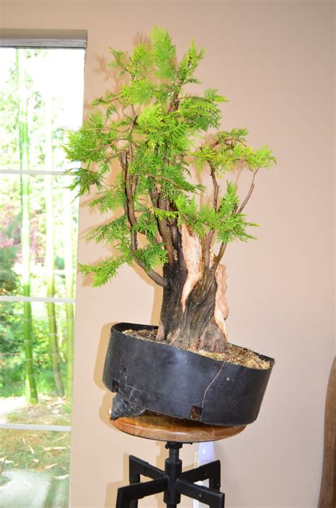 Landscape Arborvitae To Bonsai First Styling Bonsaiko