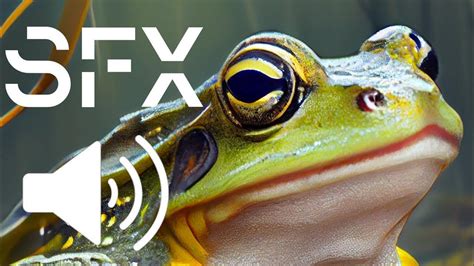 🐸 Frog Sound Effect Croak Audio Ribbit Farm Audio Free Download