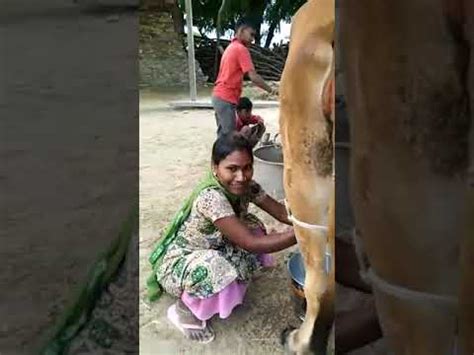 Mummy Ji Ne Nikala Gay Ka Dudh YouTube