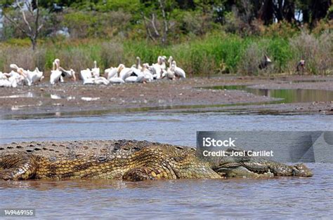 Buaya Berjemur Di Danau Chamo Ethiopia Foto Stok Unduh Gambar