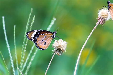 Tigre llano danaus chrysippus butterfly bebiendo néctar de las plantas