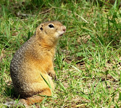 Картинки суслик (46 фото)