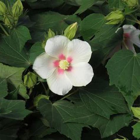 Big Hit™ White Hardy Hibiscus | Sooner Plant Farm