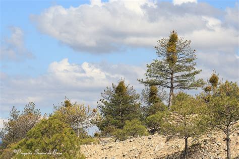 Salida A La Sierra De Baza Para La Recogida De Mu Rdago Como Adorno