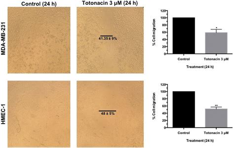 Inhibition of MDA MB 231 and HMEC 1 cell migration with 3 μM totonacin