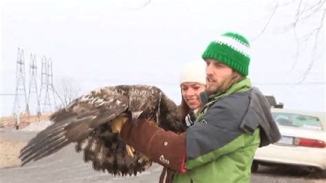 Bald Eagle Released After Recovering From Lead Poisoning Weyi