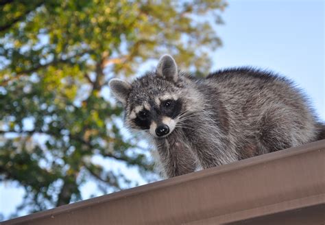 Ways To Keep Raccoons Off Your Downspouts Facemagic Plastic