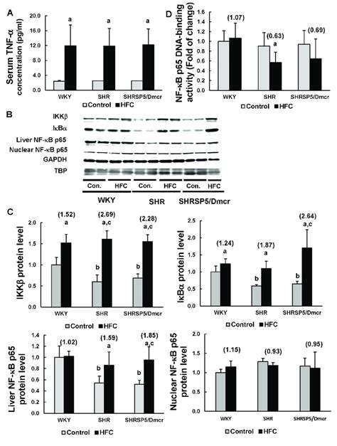 Effects Of The Hfc Diet On The Activation Of The Tnf α Nf κb Pathway