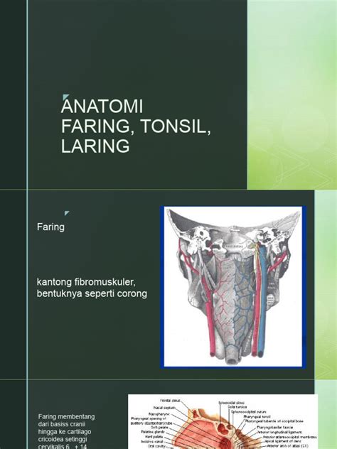 Anatomi Faring Tonsil Laring Pdf