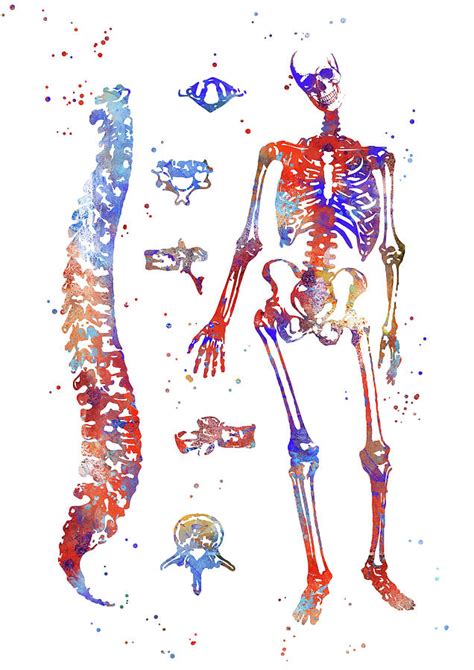 Human anatomy bones Painting by Art Galaxy - Pixels