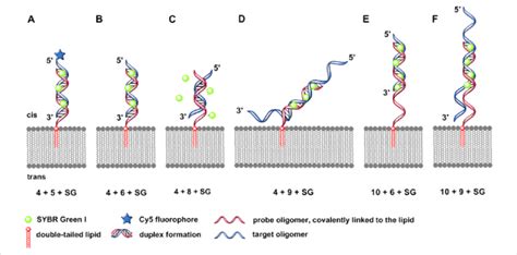 Schematic Illustrations Experiments A F Of The Specific Dna Duplex Download Scientific