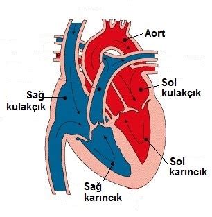 6 Sınıf Dolaşım Sistemi Konu Anlatımı fenbilim net