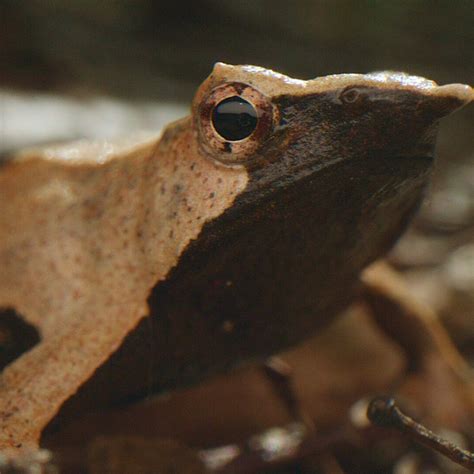 Exploring the Endangered Darwin’s Frog: A Glimpse into the Valdivian ...