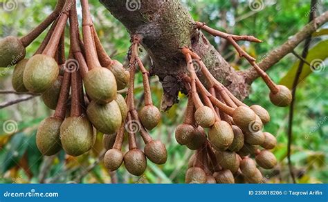 Durian Flower that is Still in Bud Stock Photo - Image of produce ...