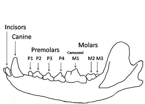 Dogs Teeth Diagram