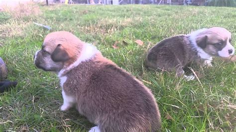 3 Week Old Corgi Puppies First Time Outside Youtube