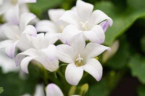 Campanula care - Care tips from the grower - Decorum