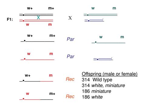 PPT Review Question If Two Genes Are 13 Map Units Apart On A Linkage