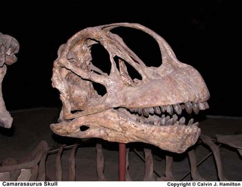 Image Gallery: Dinosaur Fossils | Live Science