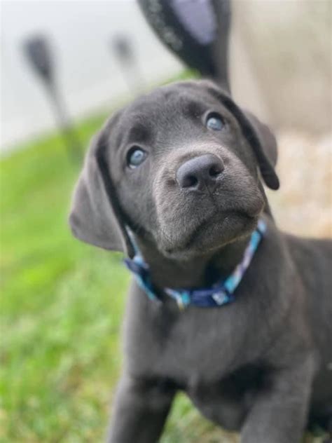 Akc Charcoal Lab Puppy Charcoal Lab Puppies Lab Puppy Labrador