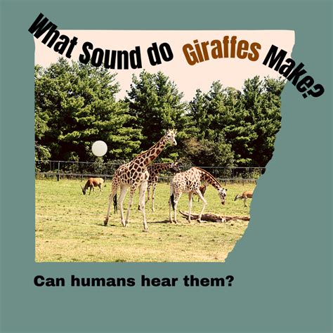 What Sound Does a Giraffe Make? - Owlcation