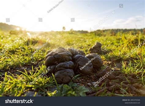 Pile Fresh Cow Manure Field Cow Stock Photo 2053755545 | Shutterstock