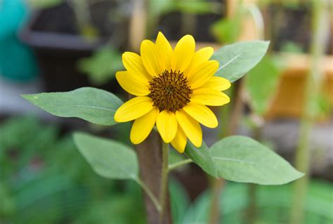 Dwarf Sunflowers A Care Guide For Gardeners The Garden Hows